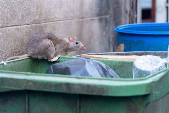 Do rats like garbage