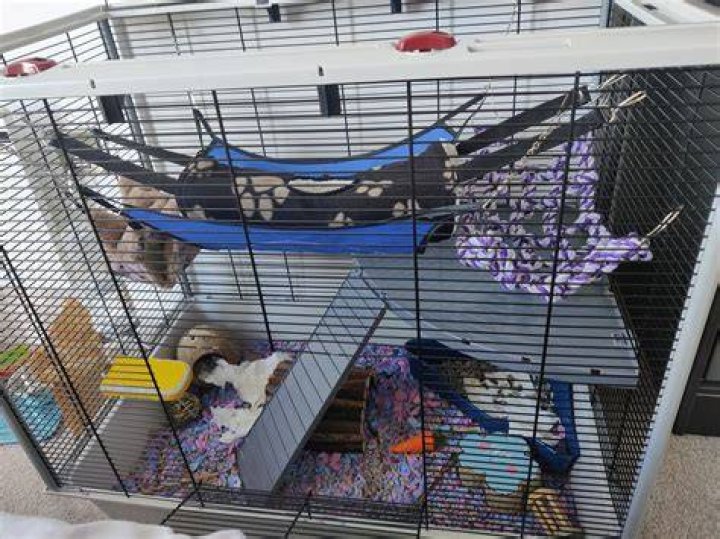 Do rats live in sheds