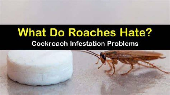 Do roaches hate wind