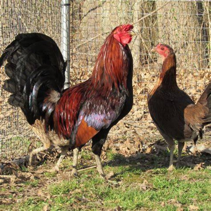 Do Roosters get along