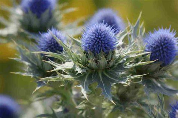Do sea flowers exist