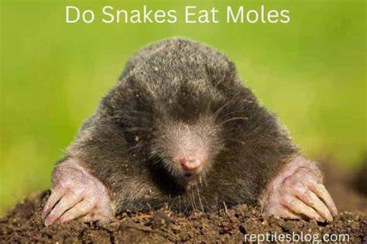 Do snakes hunt moles