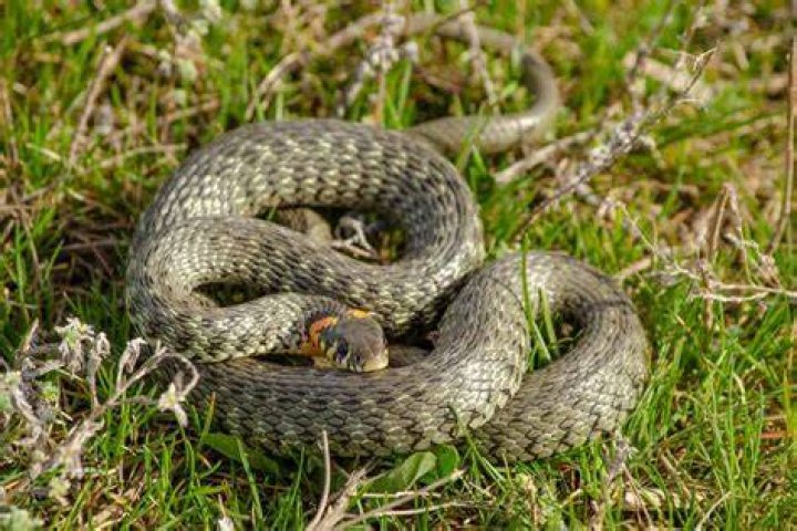 Do snakes like grass