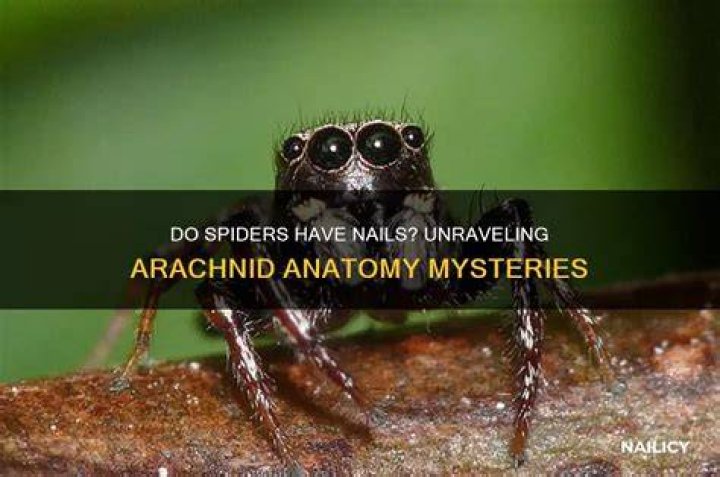 Do spiders have nails