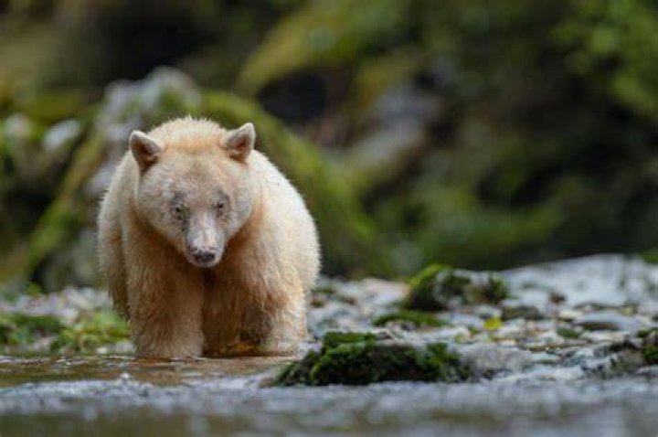 Do spirit bears live
