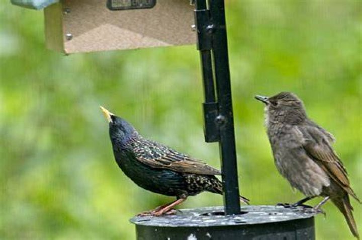 Do starlings eat suet