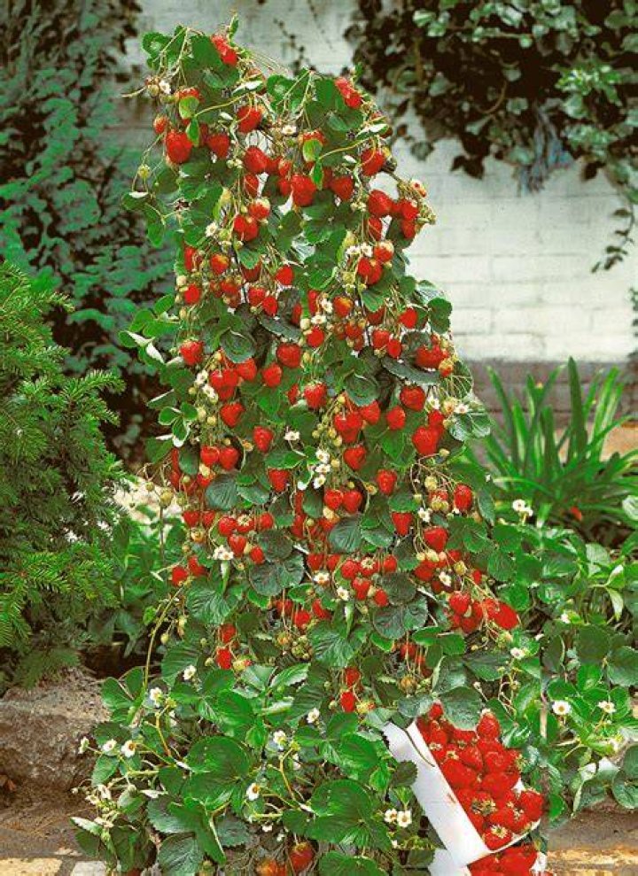 Do strawberries climb