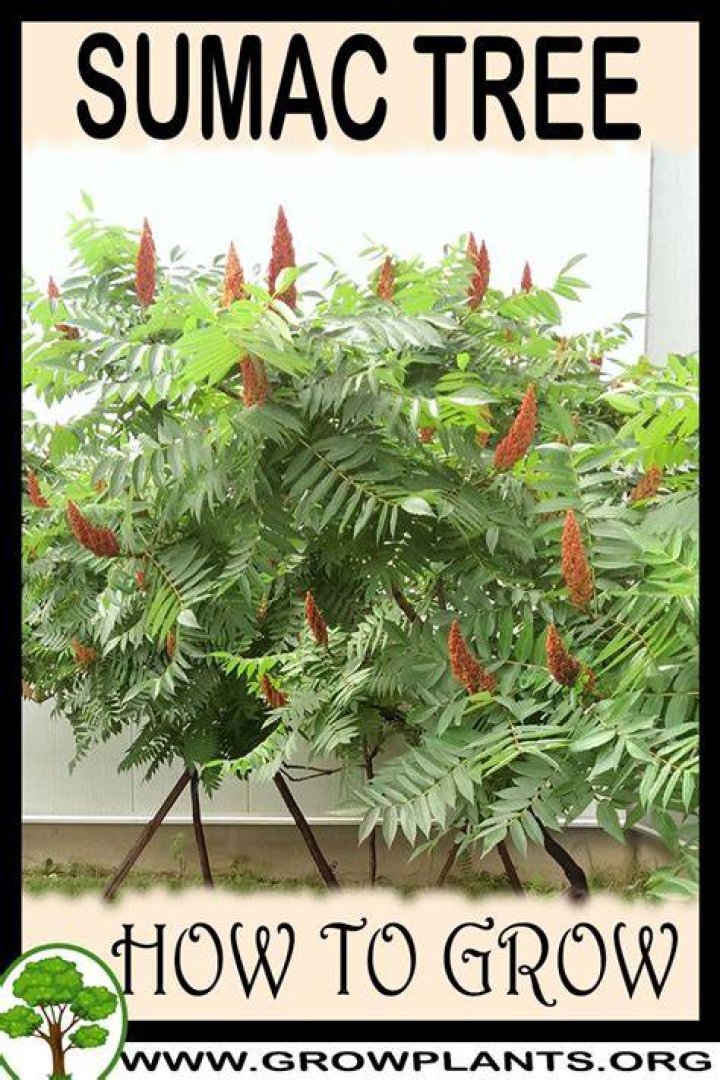 Do sumac trees spread