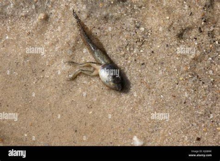 Do tadpoles play dead