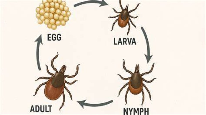Do ticks live in soil