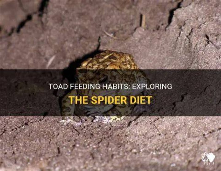 Do toads eat spiders