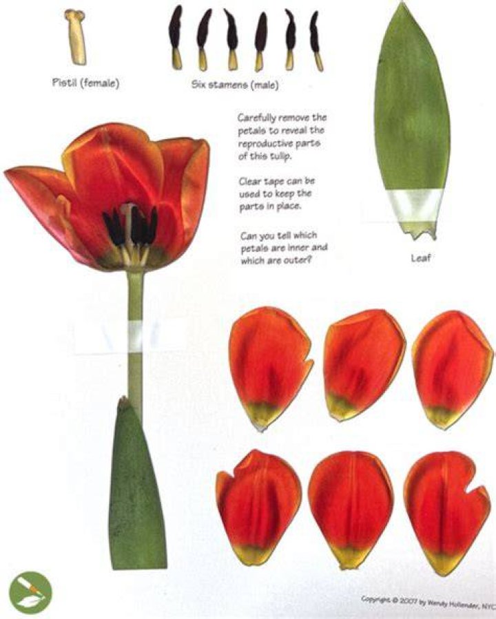 Do tulips have petals