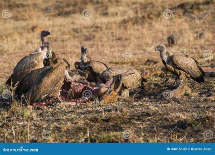 Do vultures kill prey