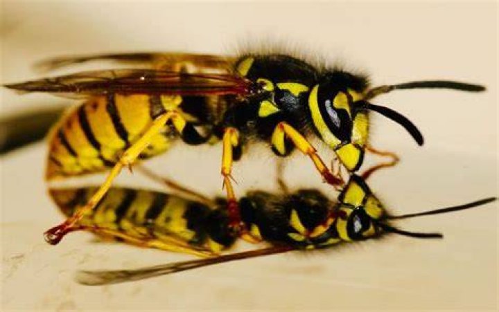 Do Wasps follow light