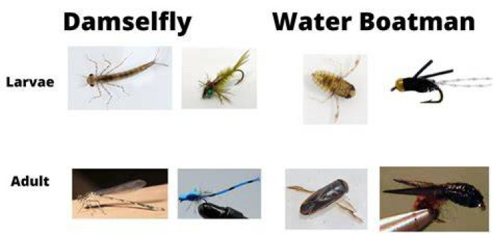Do water boatmen fly