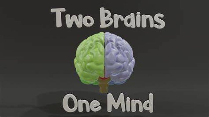Do we have two brains