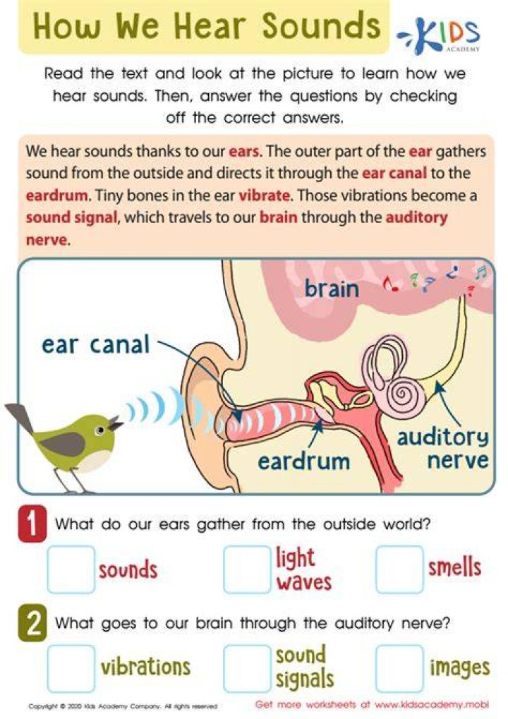Do we hear with nose