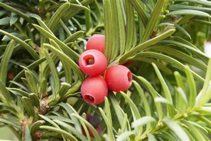 Do yews have berries