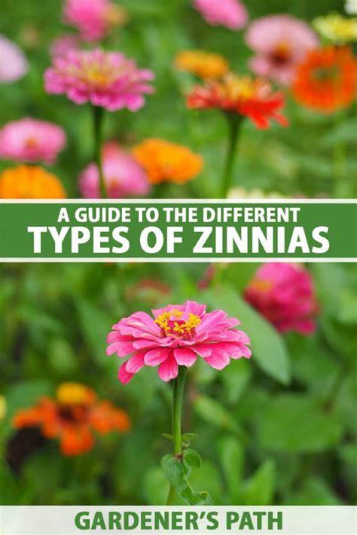 Do zinnias smell good