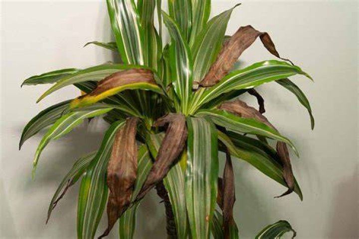 Does a corn plant die