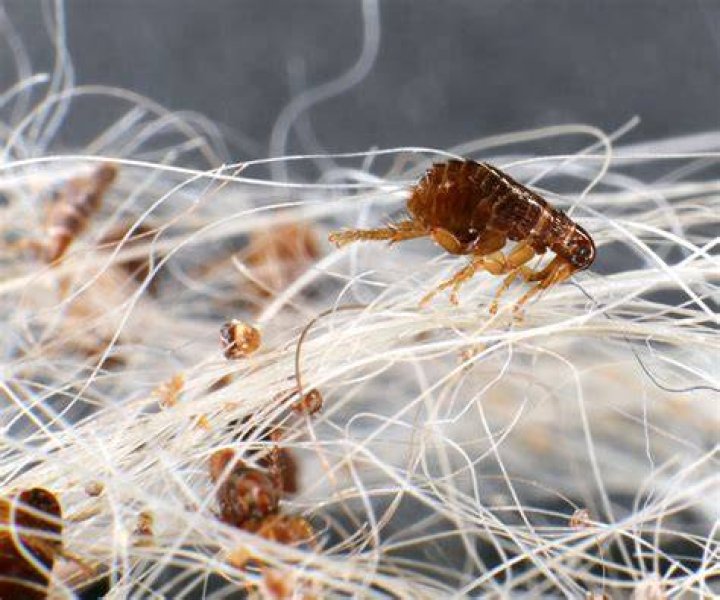 Does a flea move fast