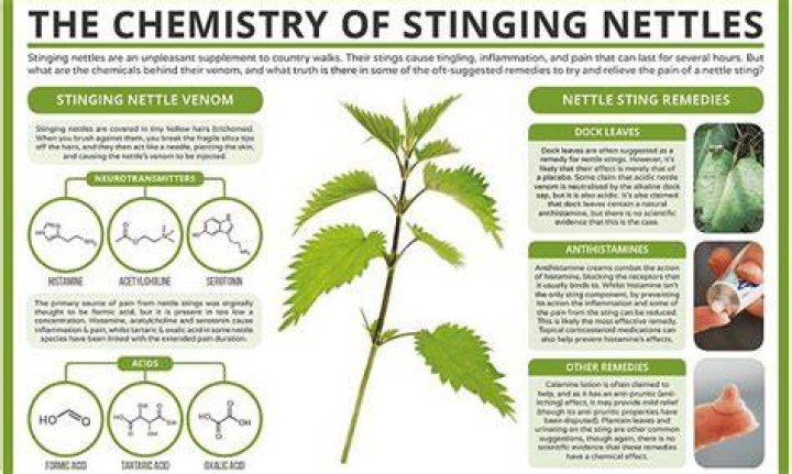 Does all nettle sting