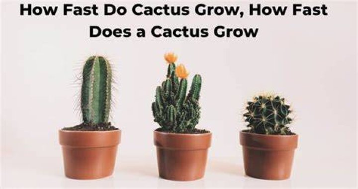 Does cactus grow fast