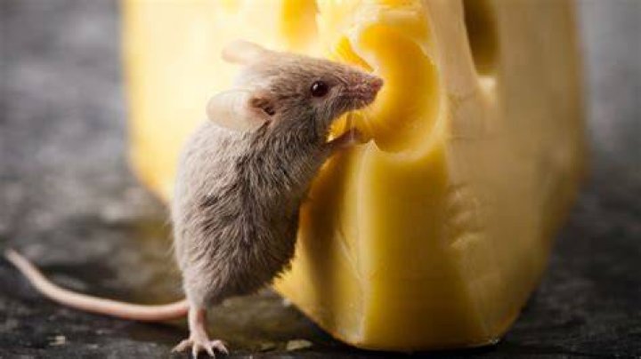 Does cheese kill mice