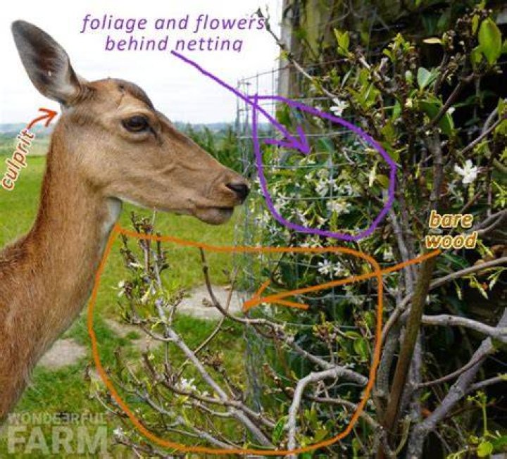 Does deer eat Jasmine