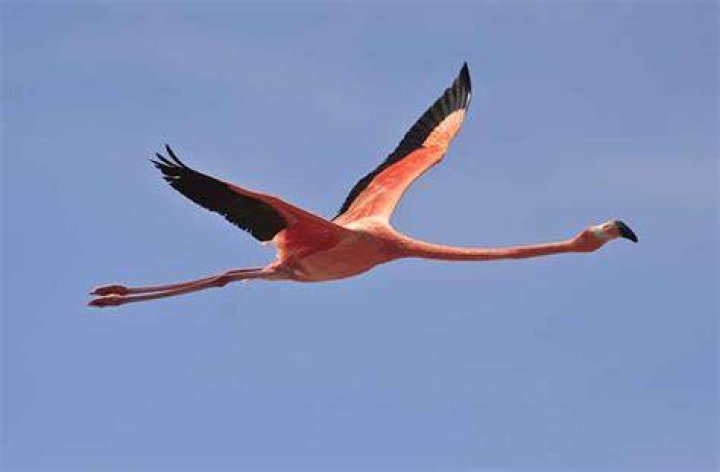 Does flamingo can fly