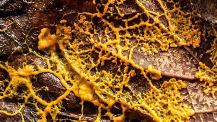 Does slime mold move