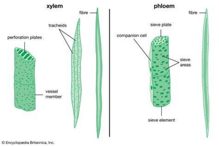 Does xylem have pits