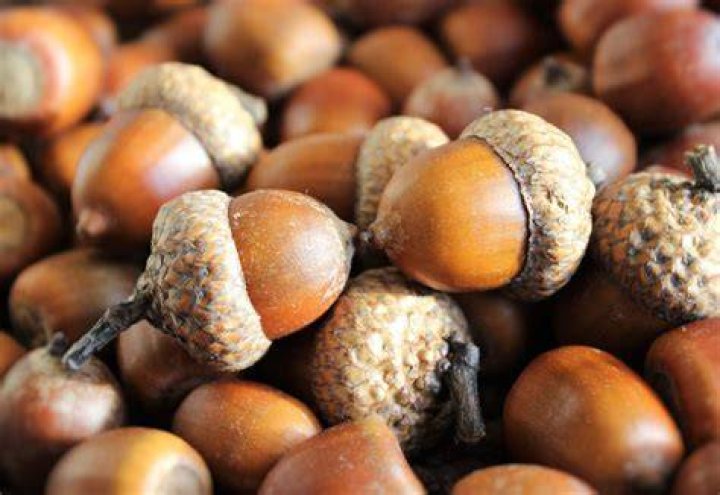 How are acorns formed