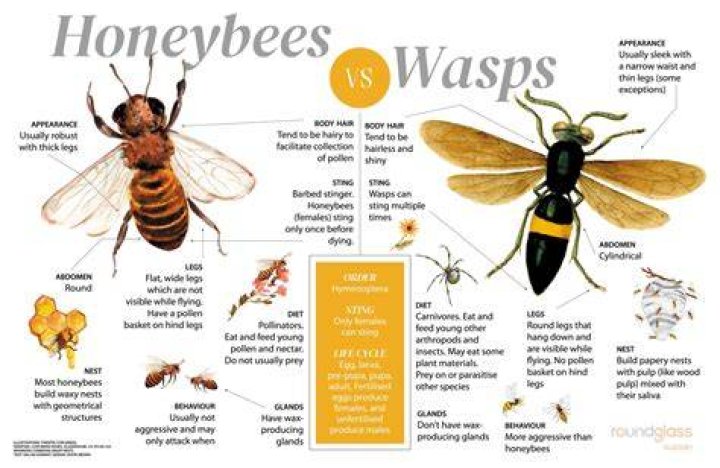 How are bees related