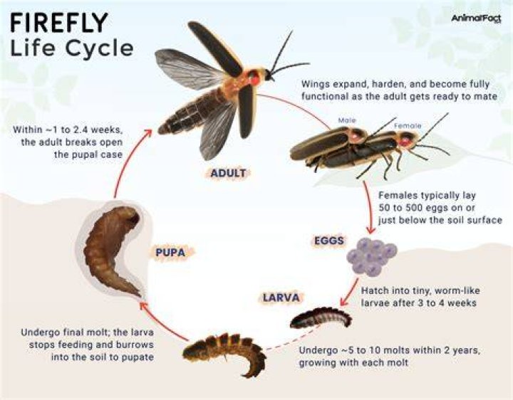 How are firefly born