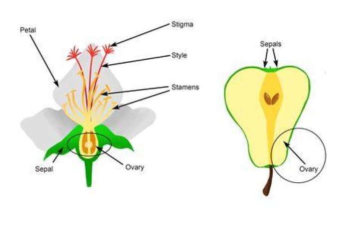 How are fruit formed
