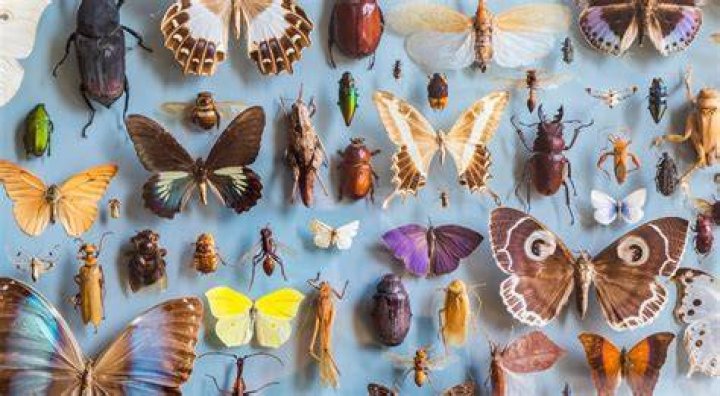 How are insects dying