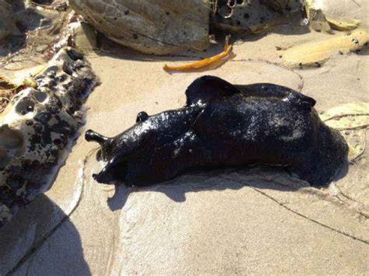How big are sea slugs