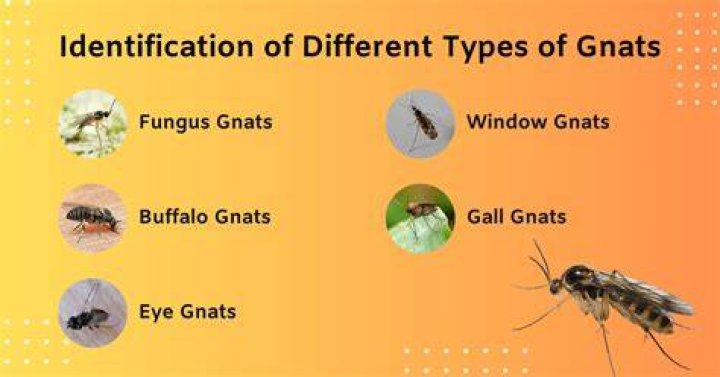 How big can gnats get