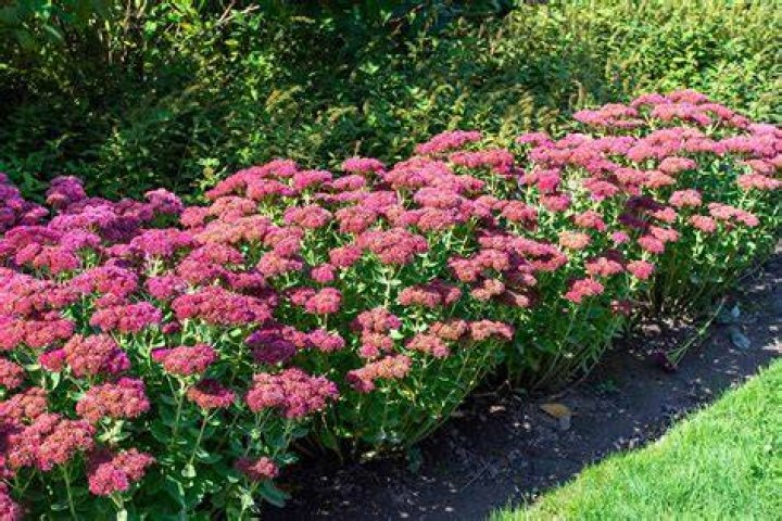How big do sedums get
