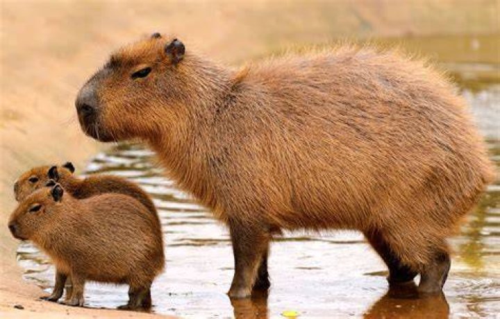 How big is a capybara