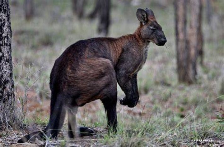 How big is a Wallaroo