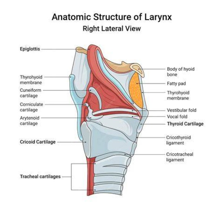 How big is the larynx