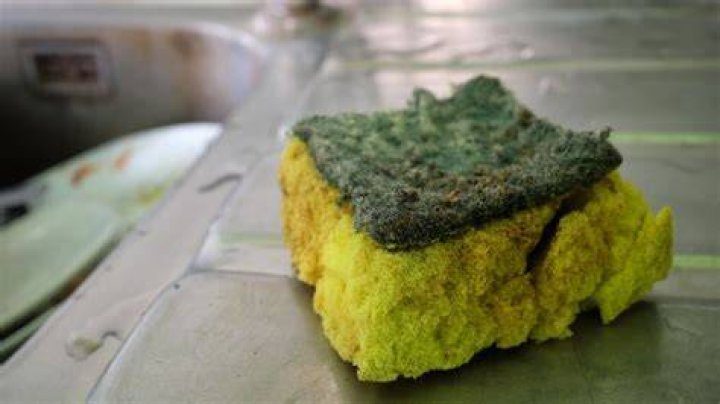 How dirty is a sponge