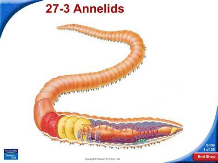 How do annelids move