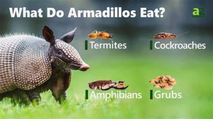How do armadillos eat