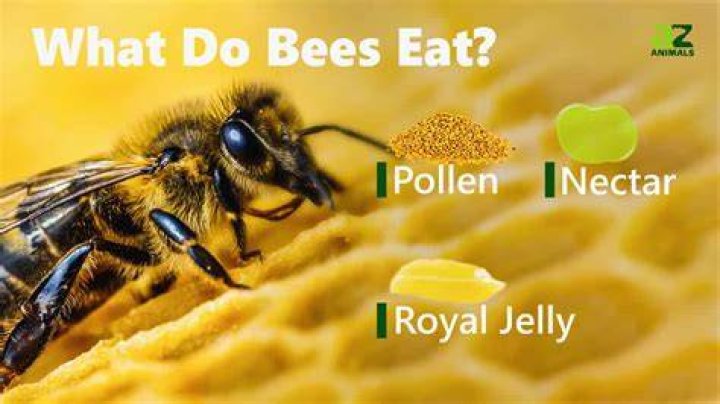 How do bees find food