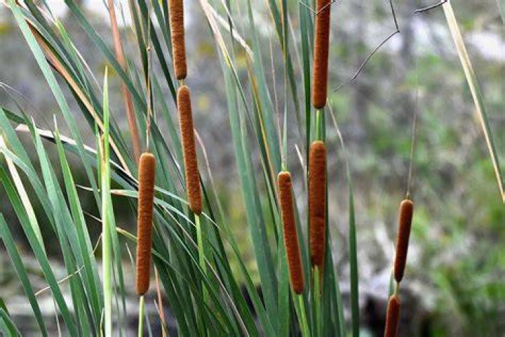 How do cat tails grow
