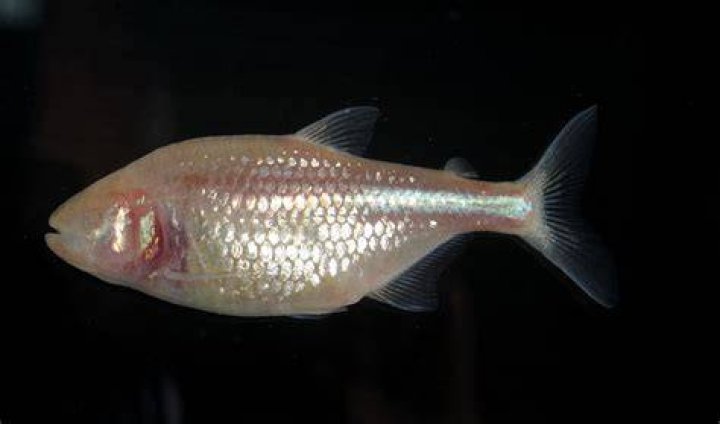 How do cave fish see
