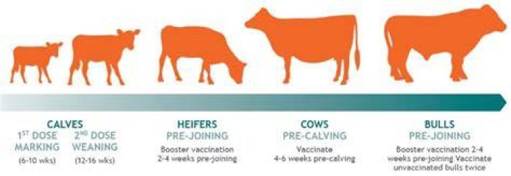 How do cows get lepto